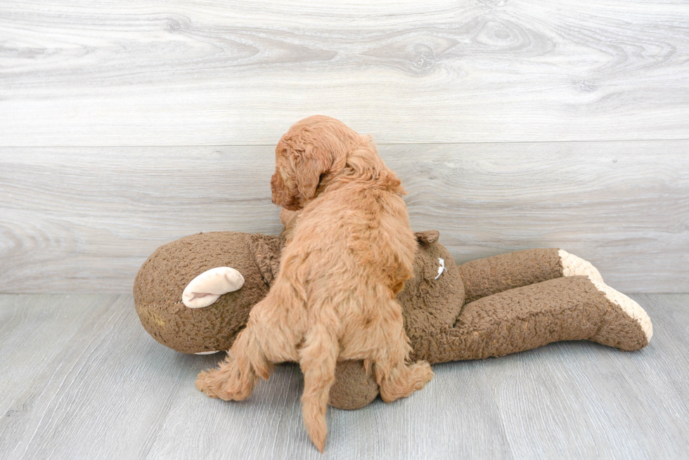 Cute Mini Goldendoodle Baby