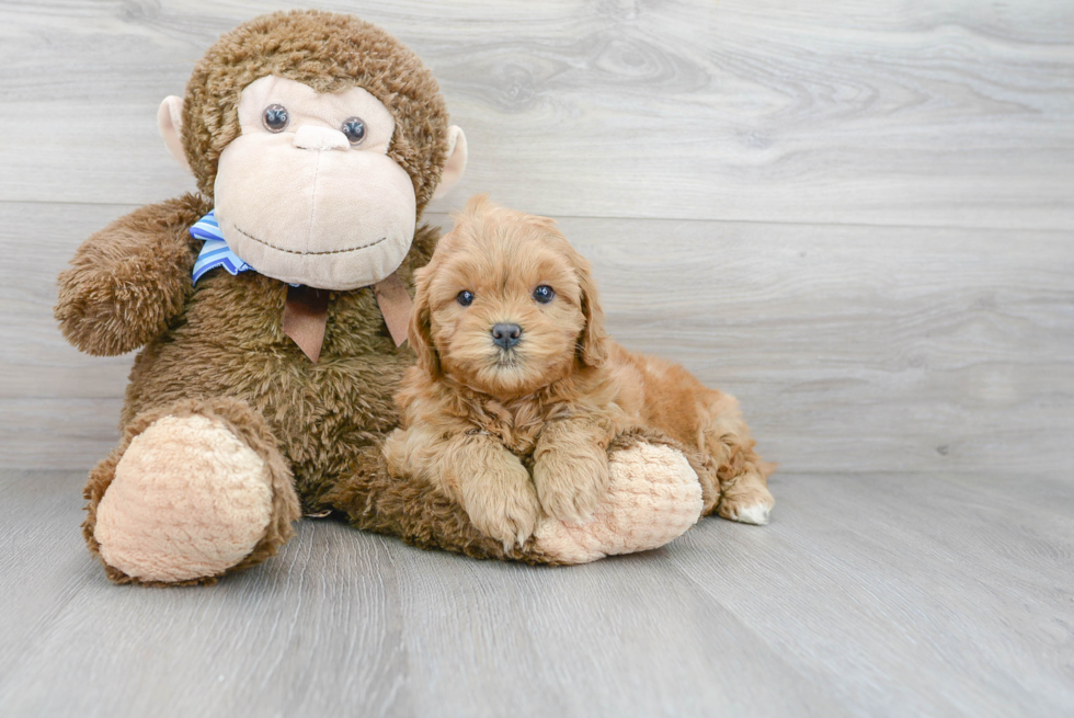 Mini Goldendoodle Pup Being Cute