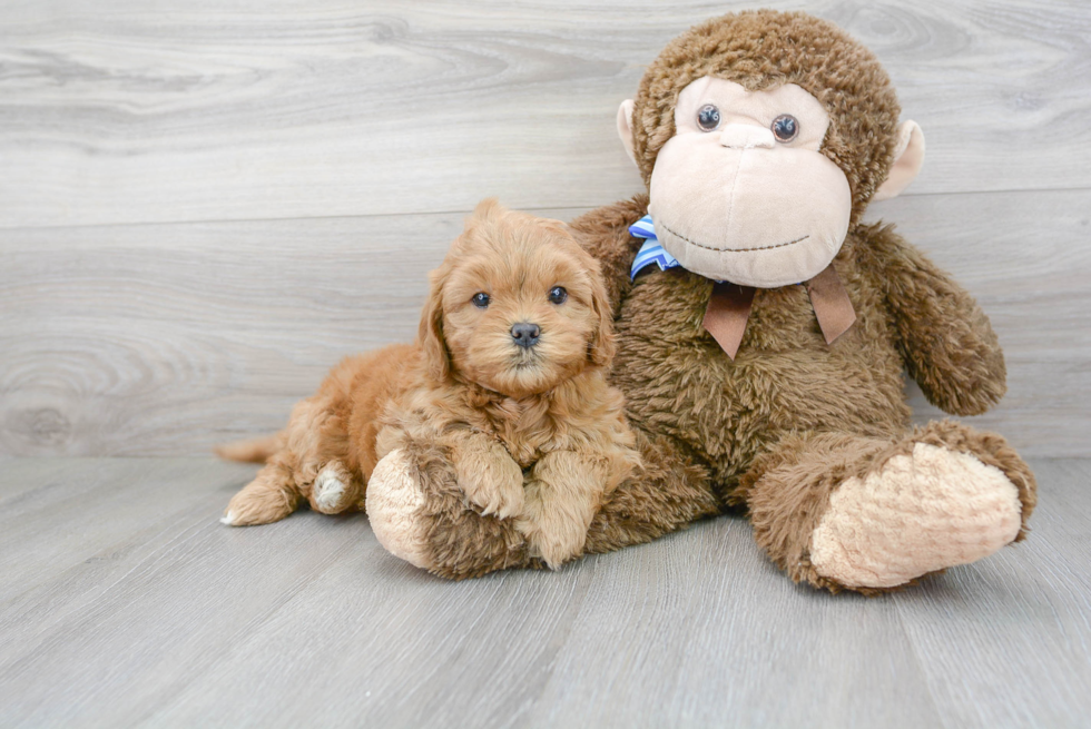 Smart Mini Goldendoodle Poodle Mix Pup