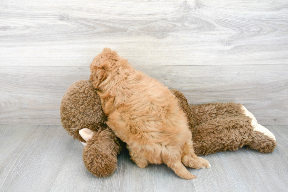 Playful Golden Retriever Poodle Mix Puppy