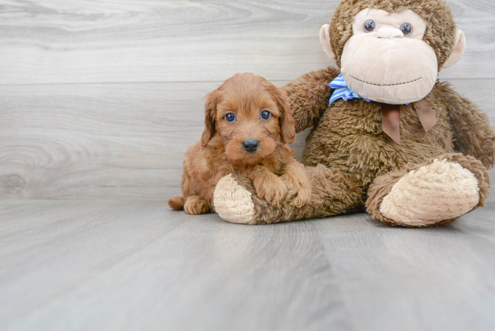 Hypoallergenic Golden Retriever Poodle Mix Puppy