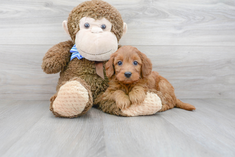 Best Mini Goldendoodle Baby