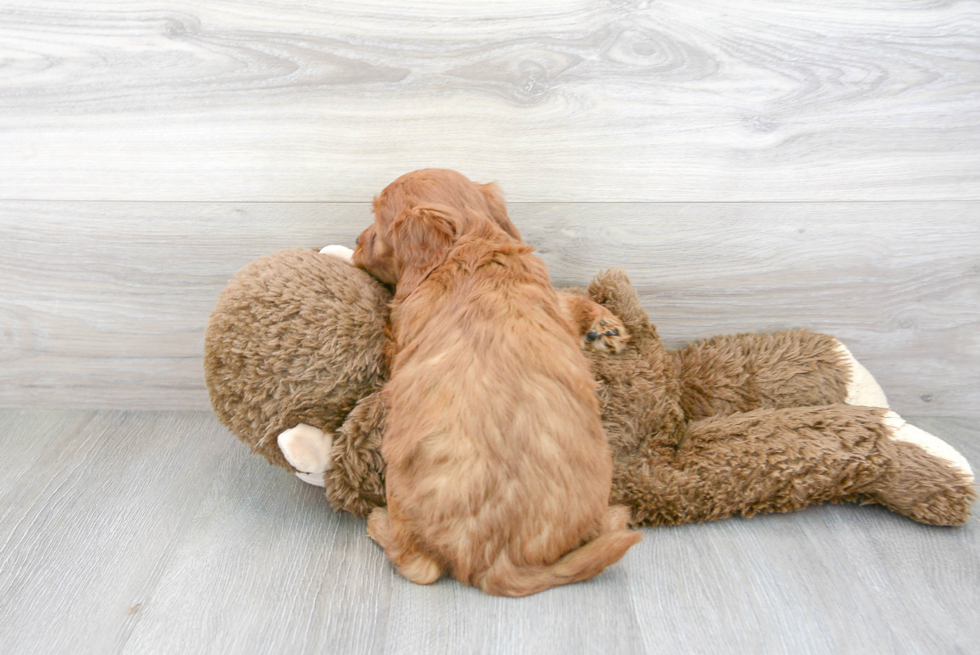 Mini Goldendoodle Puppy for Adoption