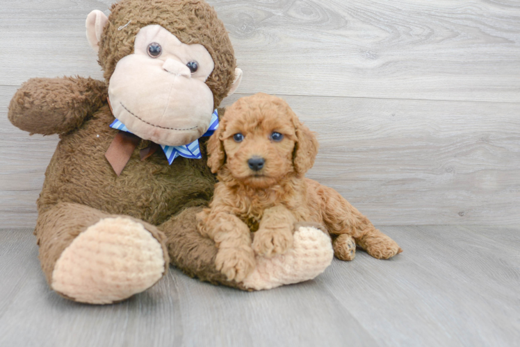 Fluffy Mini Goldendoodle Poodle Mix Pup