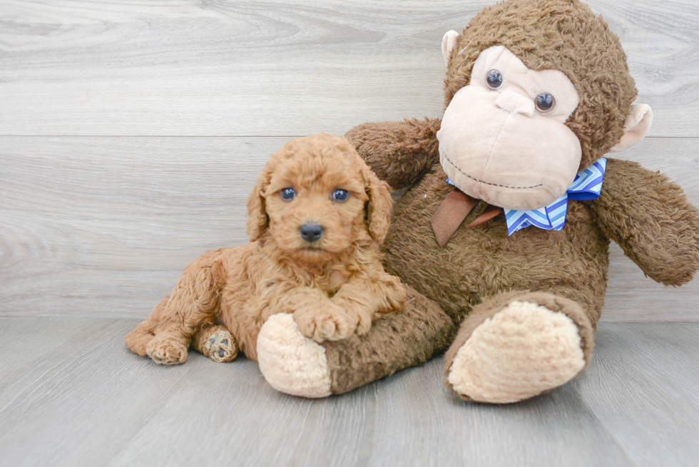 Best Mini Goldendoodle Baby