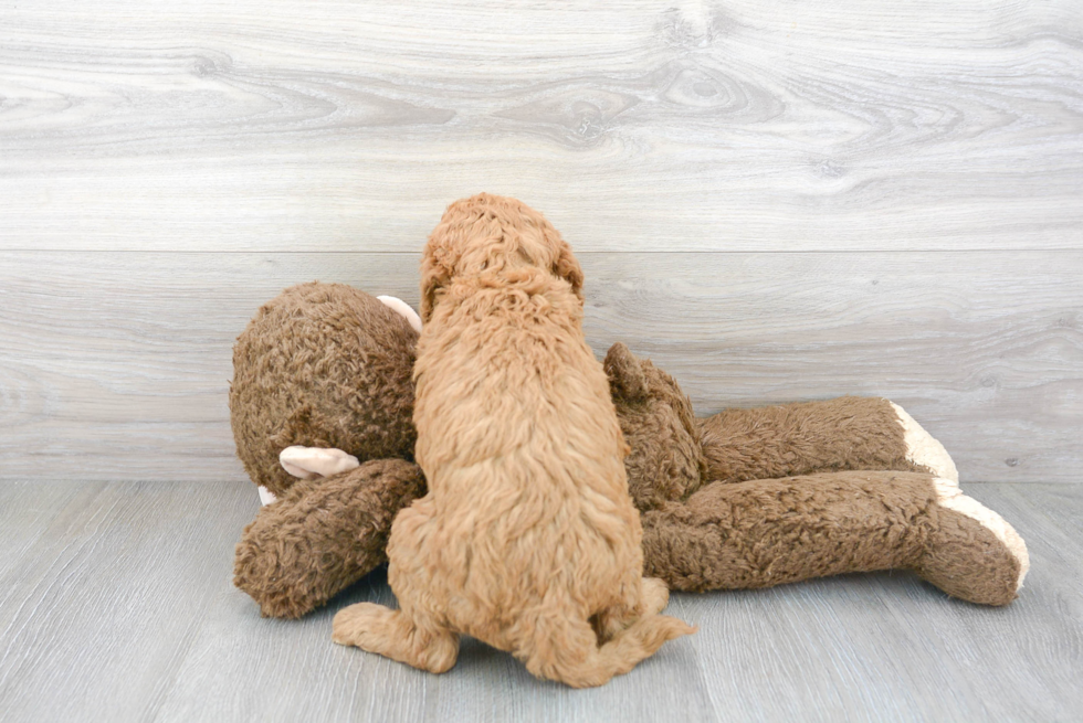 Fluffy Mini Goldendoodle Poodle Mix Pup