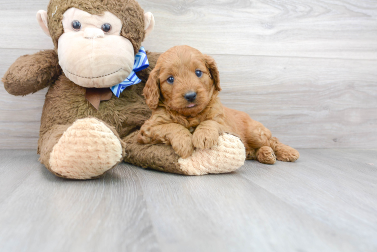 Best Mini Goldendoodle Baby