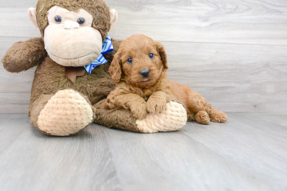 Best Mini Goldendoodle Baby