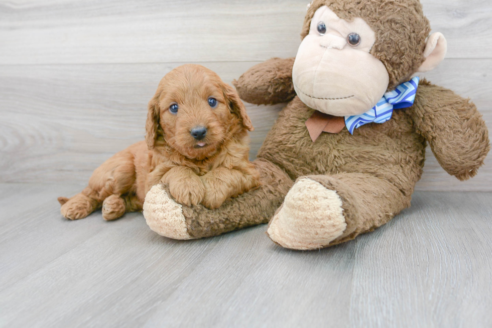 Friendly Mini Goldendoodle Baby