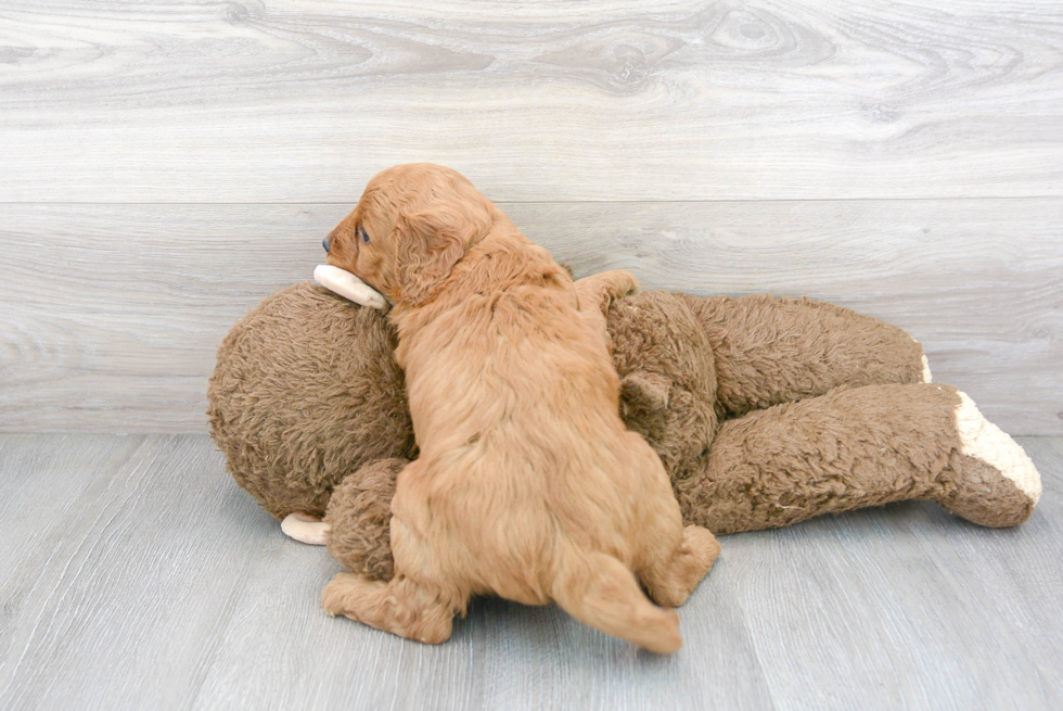 Mini Goldendoodle Puppy for Adoption