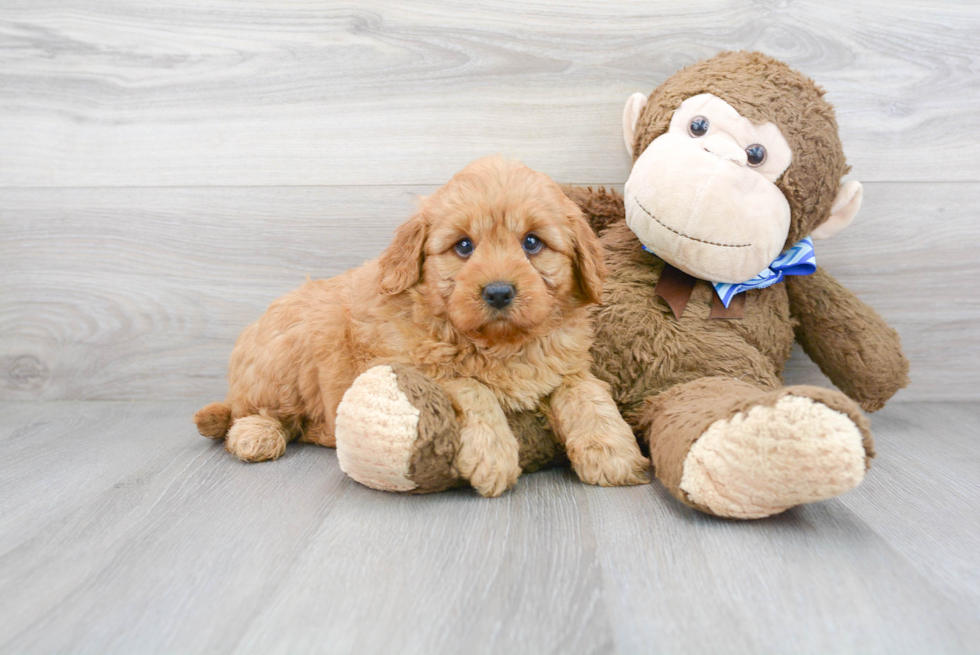 Cute Mini Goldendoodle Poodle Mix Pup