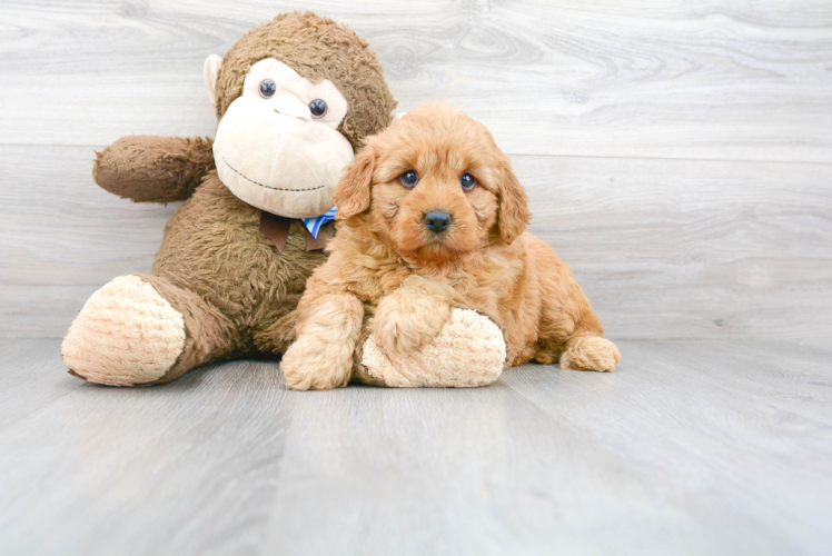 Cute Golden Retriever Poodle Mix Puppy