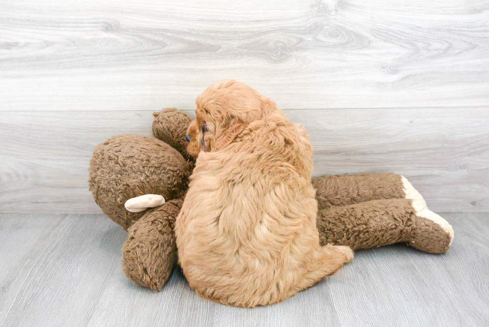 Cute Golden Retriever Poodle Mix Puppy