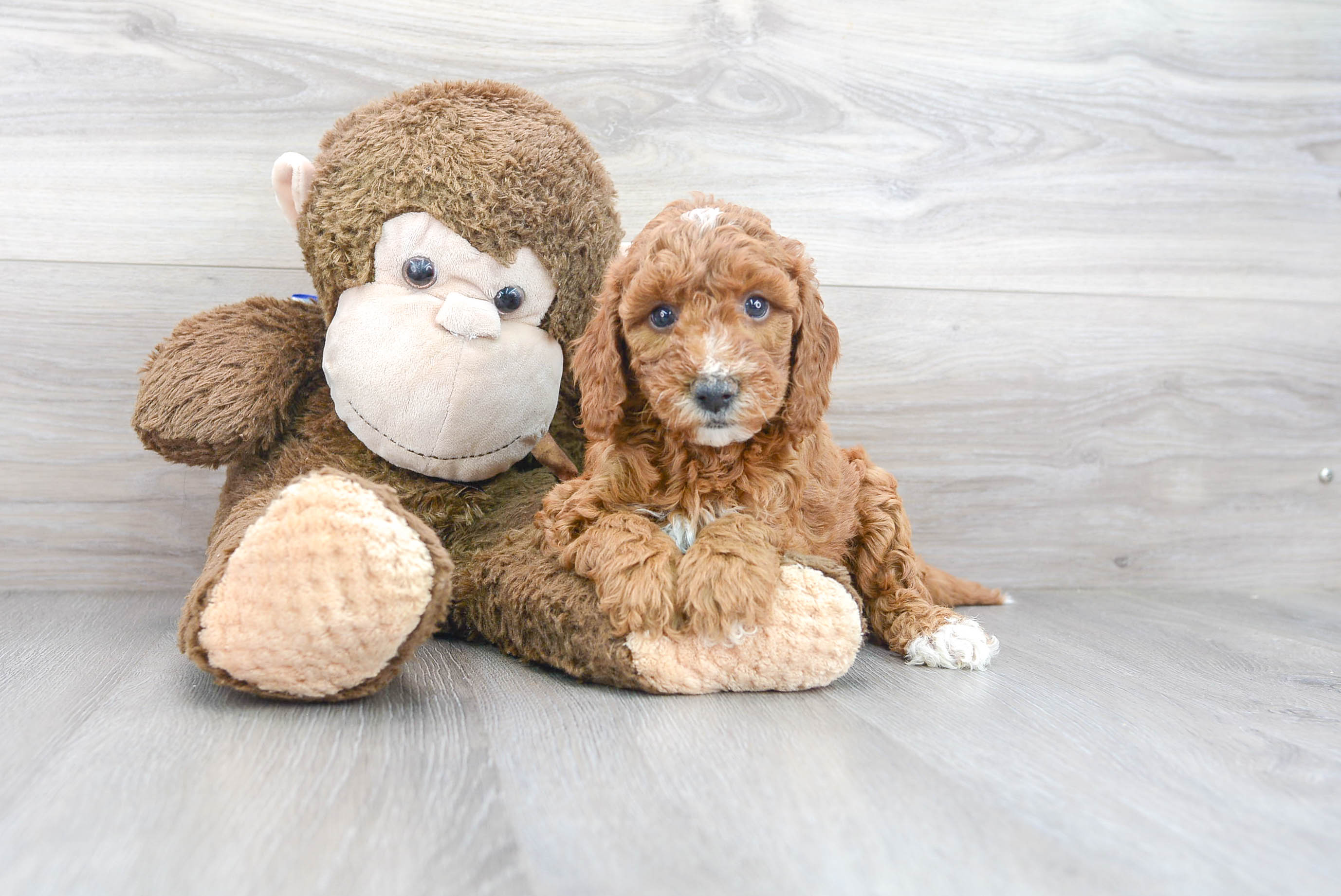 Mini Goldendoodle Pup Being Cute