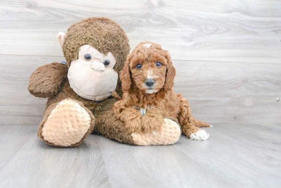 Mini Goldendoodle Pup Being Cute