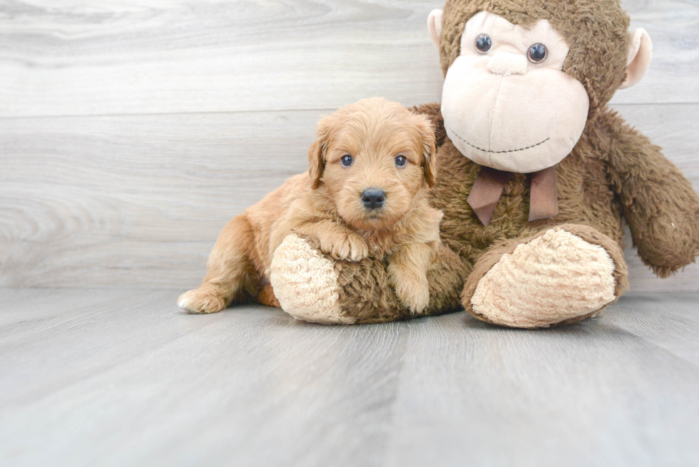 Best Mini Goldendoodle Baby