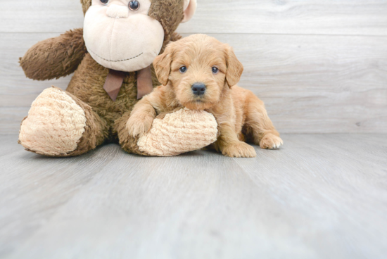 Energetic Golden Retriever Poodle Mix Puppy