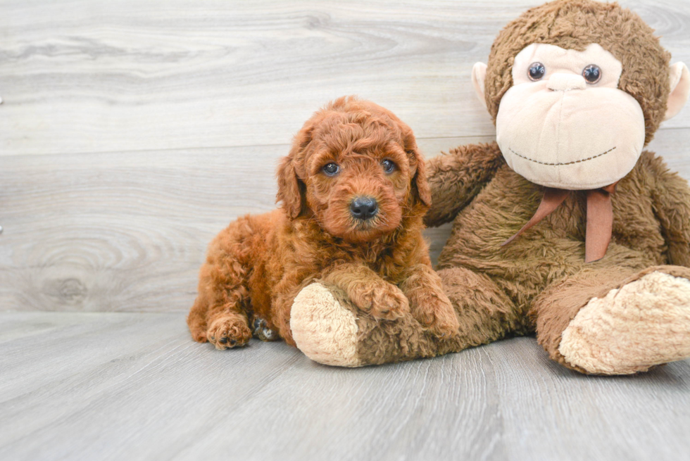 Popular Mini Goldendoodle Poodle Mix Pup