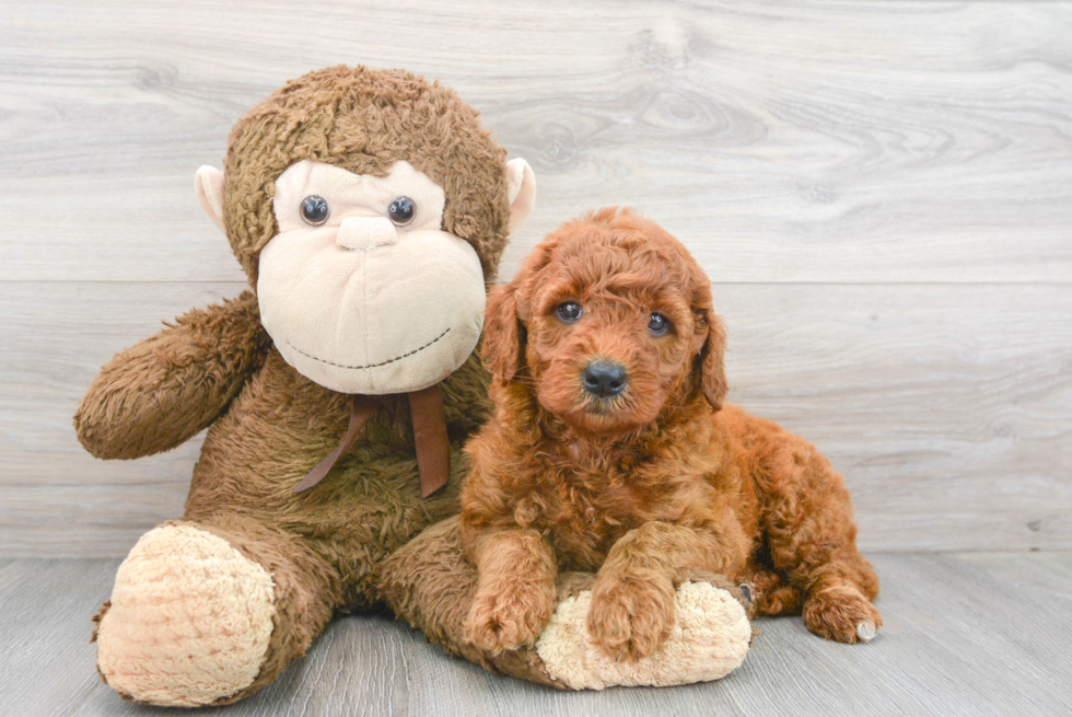 Best Mini Goldendoodle Baby