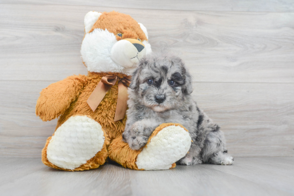 Mini Goldendoodle Puppy for Adoption