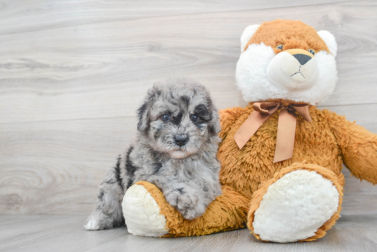 Smart Mini Goldendoodle Poodle Mix Pup