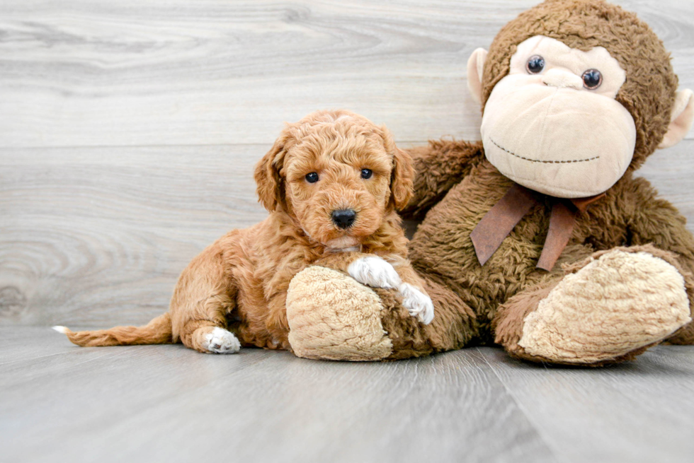 Best Mini Goldendoodle Baby