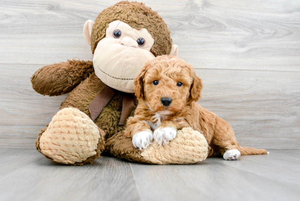 Mini Goldendoodle Pup Being Cute