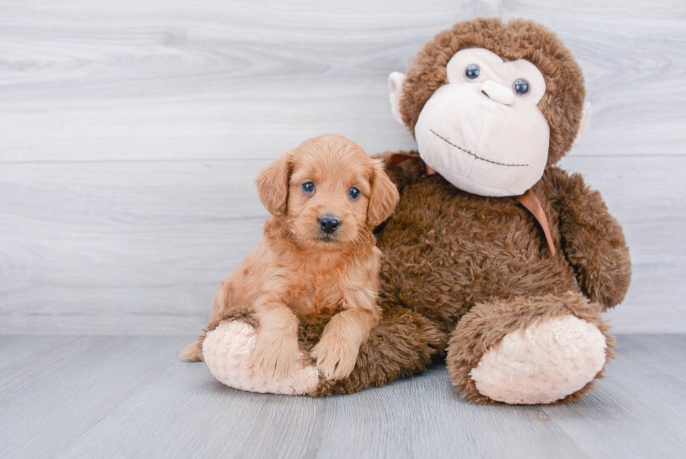 Mini Goldendoodle Puppy for Adoption