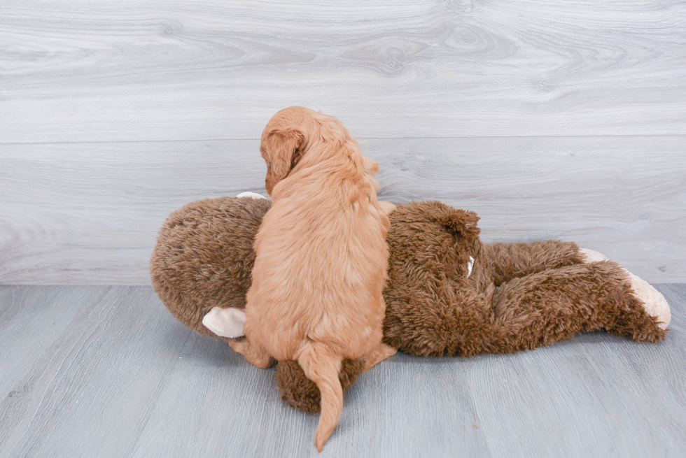 Happy Mini Goldendoodle Baby