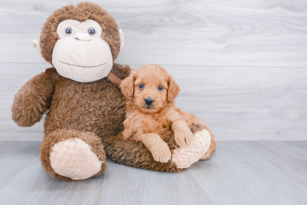 Little Golden Retriever Poodle Mix Puppy