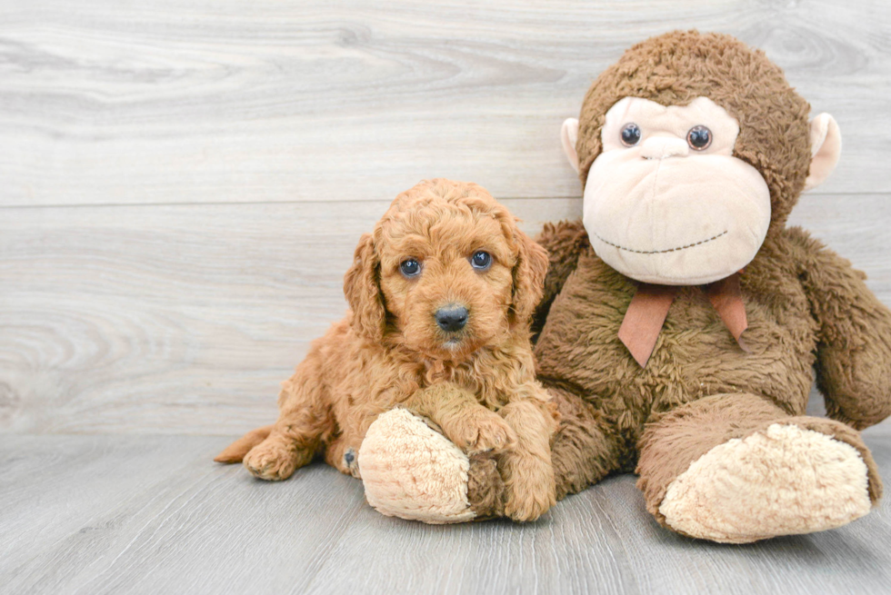 Mini Goldendoodle Pup Being Cute