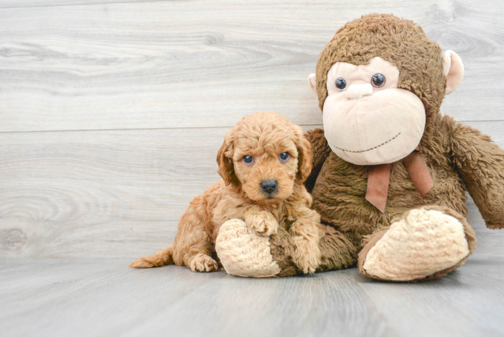 Mini Goldendoodle Pup Being Cute