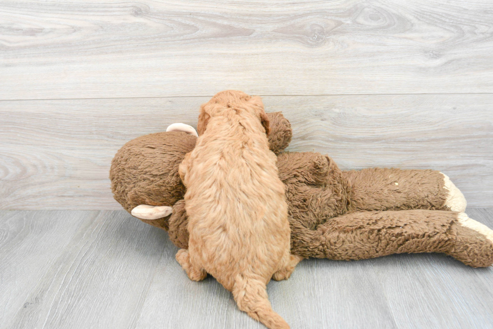 Fluffy Mini Goldendoodle Poodle Mix Pup