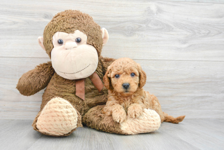 Adorable Golden Retriever Poodle Mix Puppy