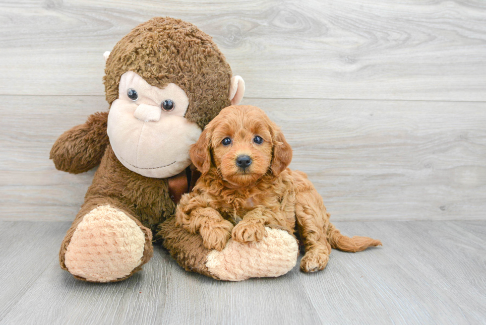 Popular Mini Goldendoodle Poodle Mix Pup