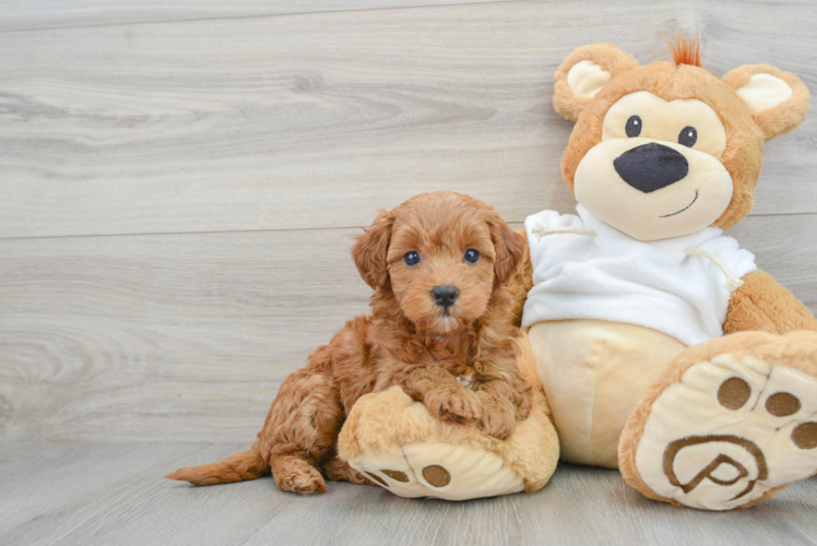 Mini Goldendoodle Puppy for Adoption