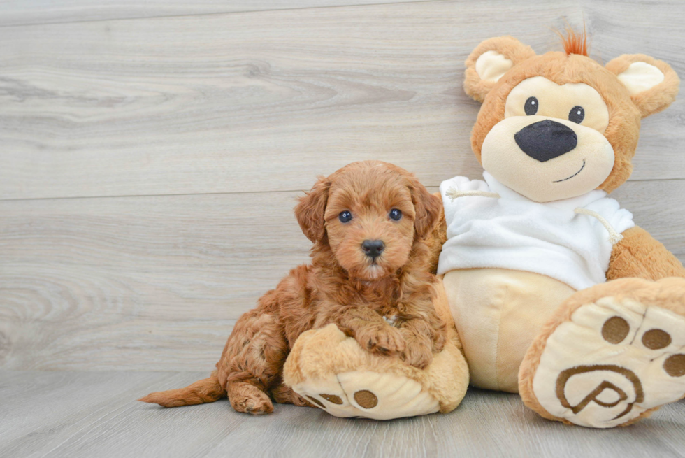 Mini Goldendoodle Puppy for Adoption