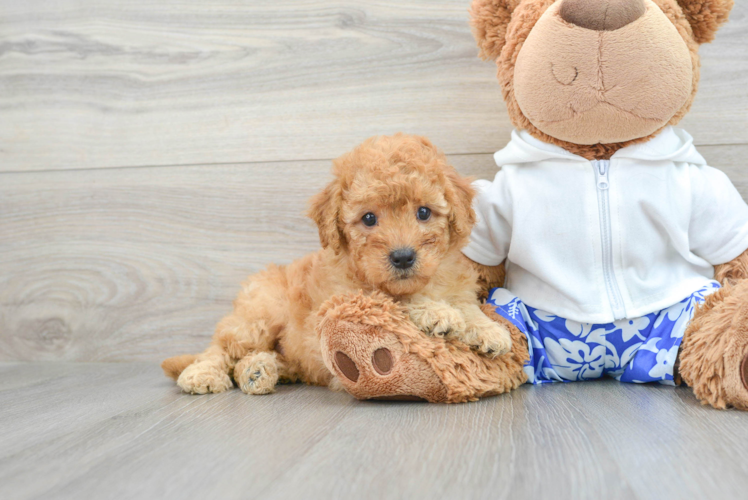 Petite Mini Goldendoodle Poodle Mix Pup