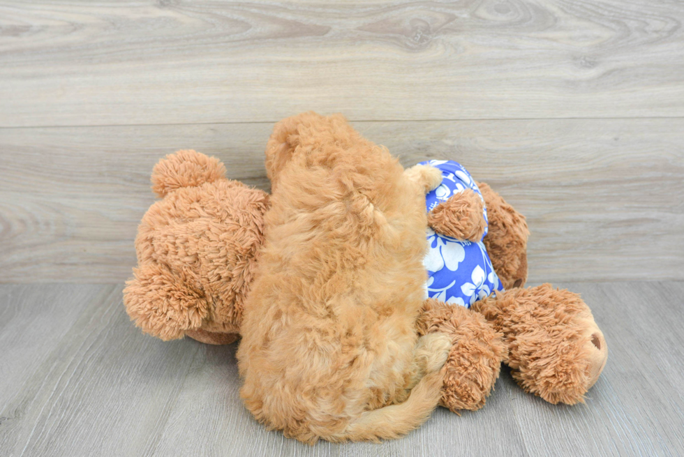 Mini Goldendoodle Puppy for Adoption