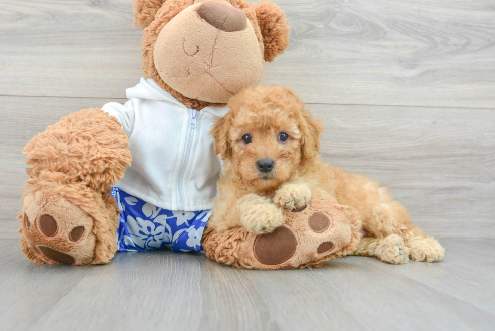 Happy Mini Goldendoodle Baby