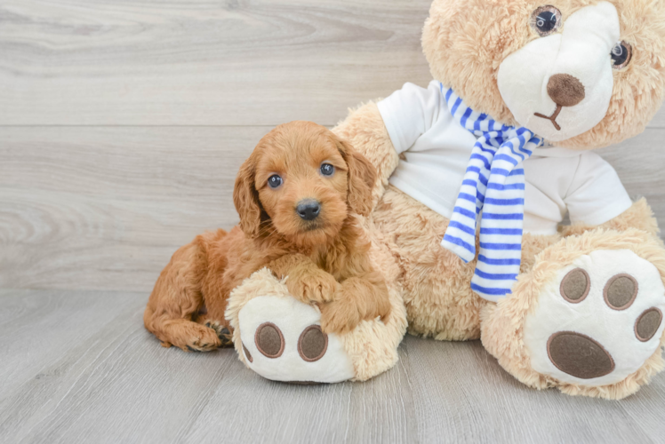 Best Mini Goldendoodle Baby