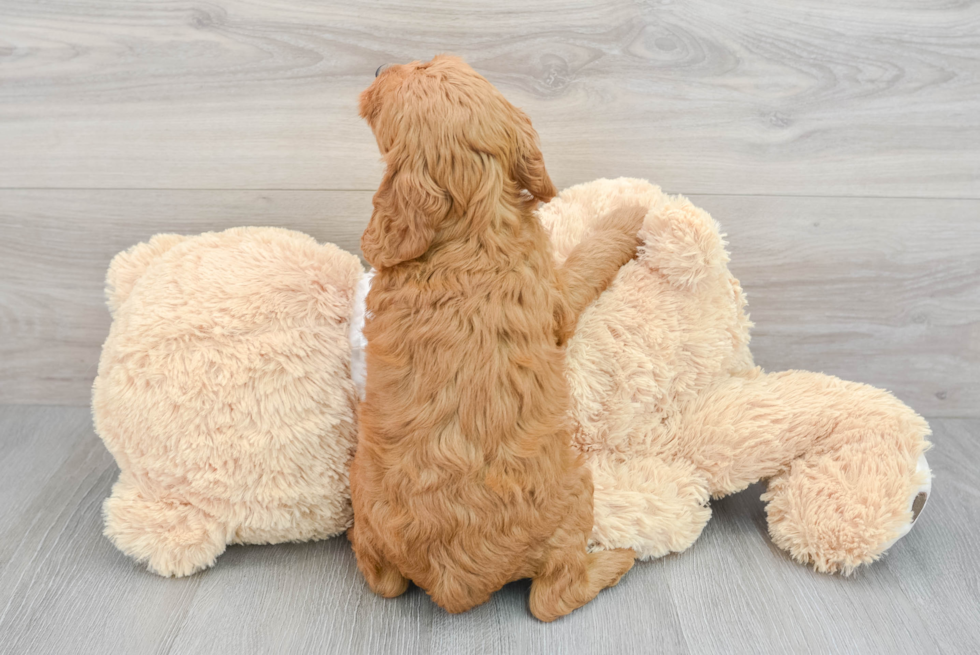 Mini Goldendoodle Puppy for Adoption