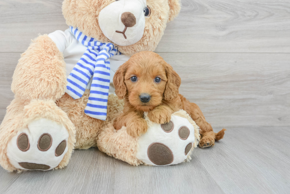 Best Mini Goldendoodle Baby