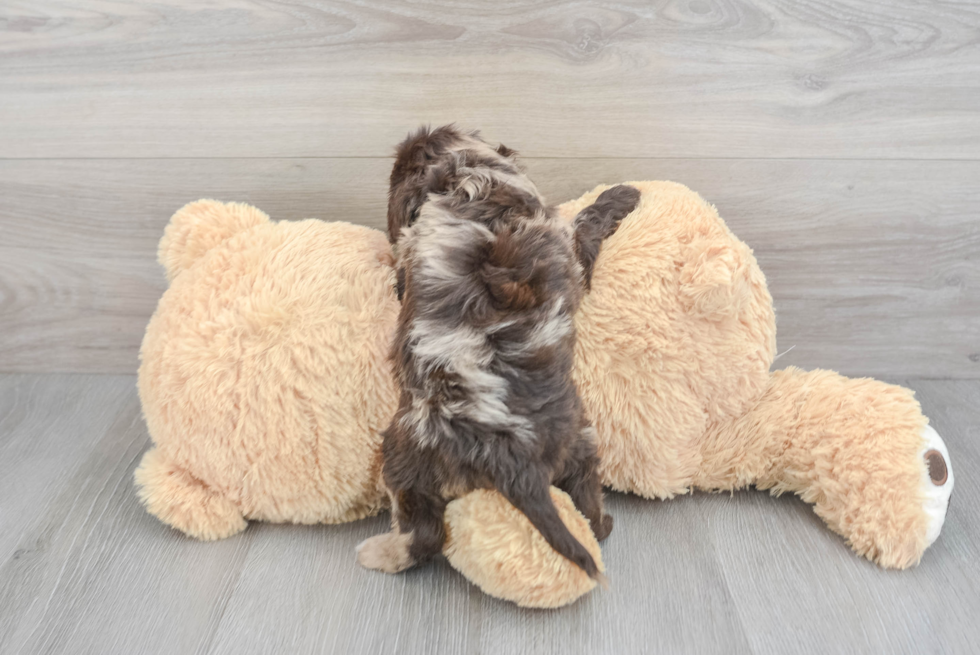 Smart Mini Goldendoodle Poodle Mix Pup