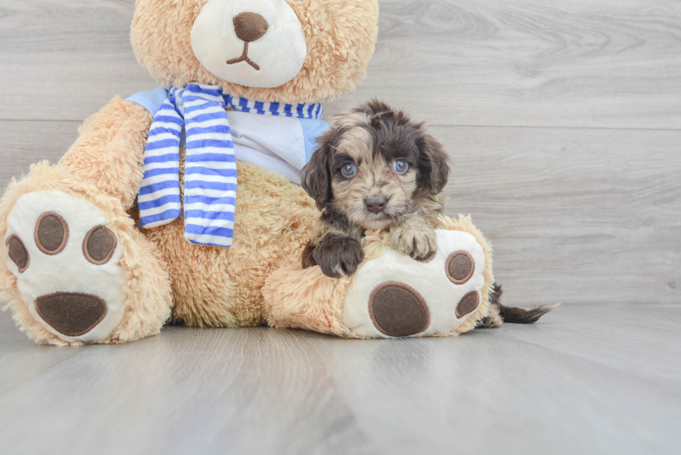 Mini Goldendoodle Pup Being Cute