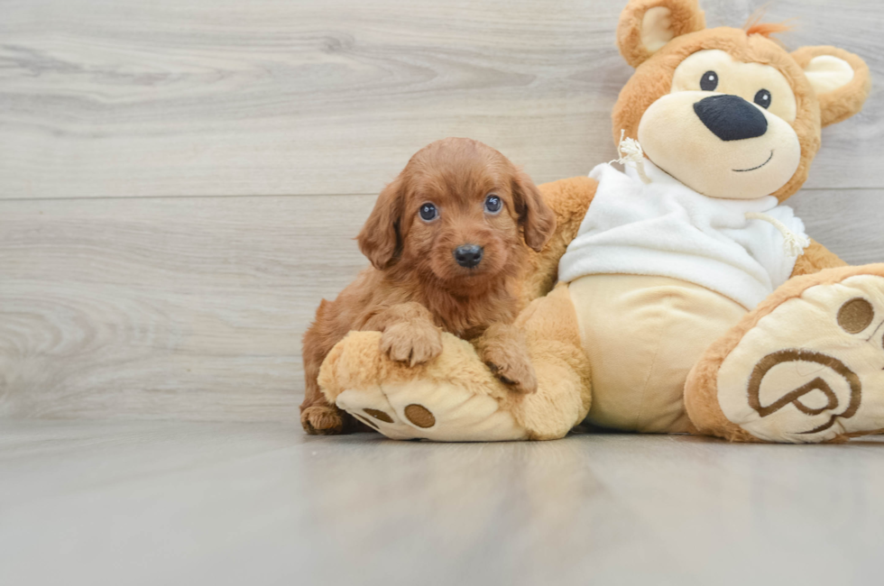 8 week old Mini Goldendoodle Puppy For Sale - Premier Pups