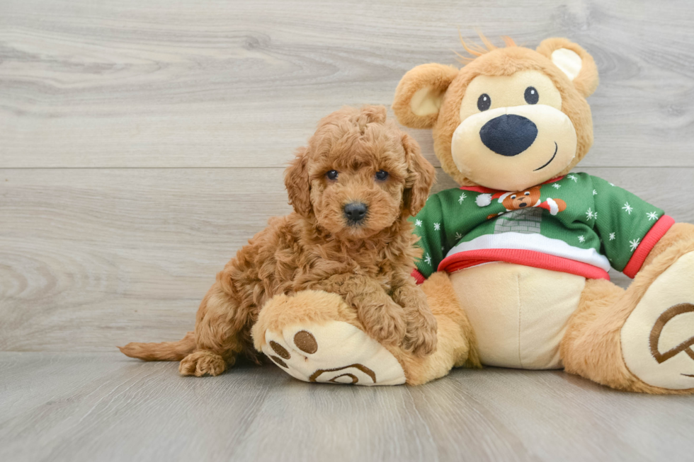 Funny Mini Goldendoodle Poodle Mix Pup