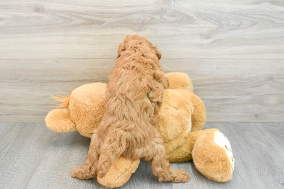 Best Mini Goldendoodle Baby