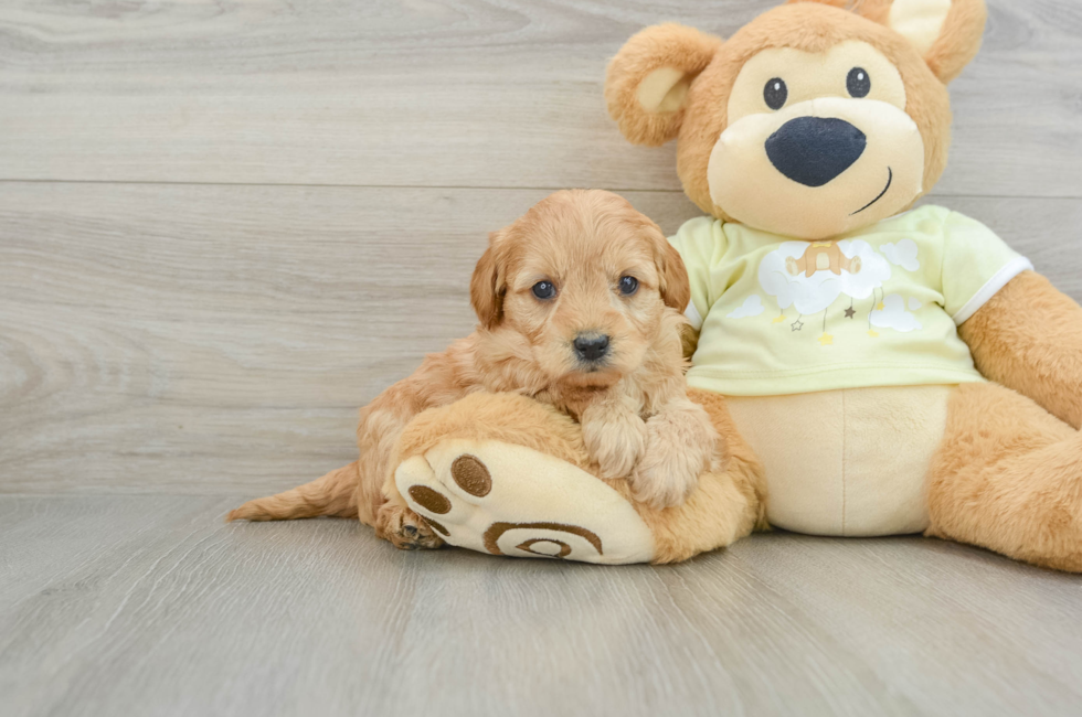 5 week old Mini Goldendoodle Puppy For Sale - Premier Pups