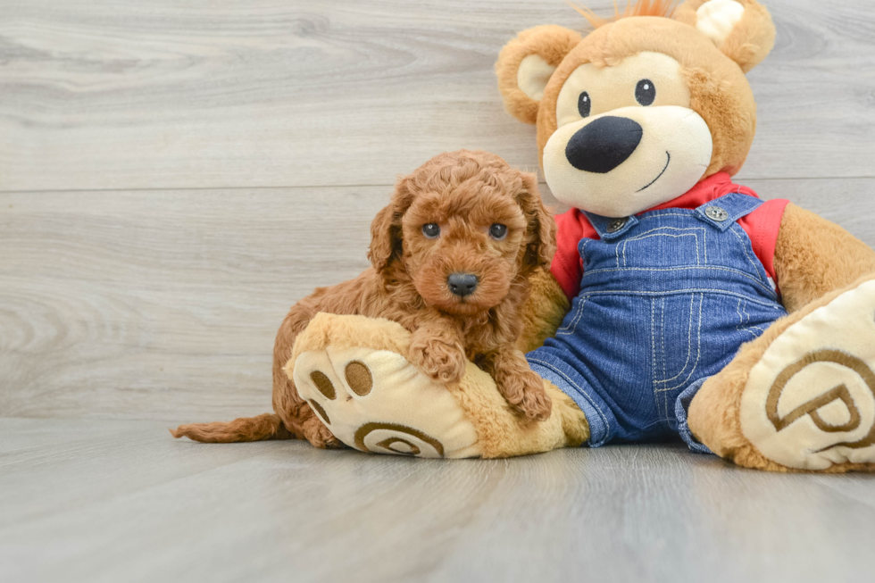 Best Mini Goldendoodle Baby